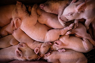 white piglets, animals, pigs HD wallpaper