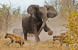 gray elephant and brown hyena, elephant, hyenas, animals, nature