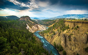 green trees, photography, landscape, river, trees