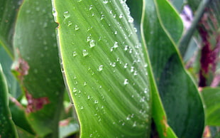 selective focus o green leaf with dew drops HD wallpaper
