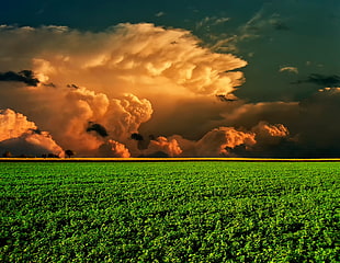yellow clouds, landscape, field, clouds HD wallpaper