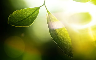 two green leaves during daytime