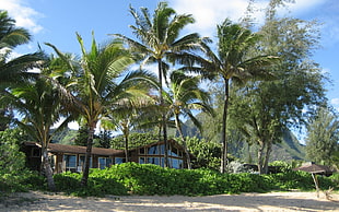 green and brown trees