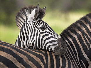 Zebra photo HD wallpaper