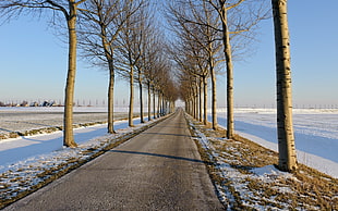 brown road between trees