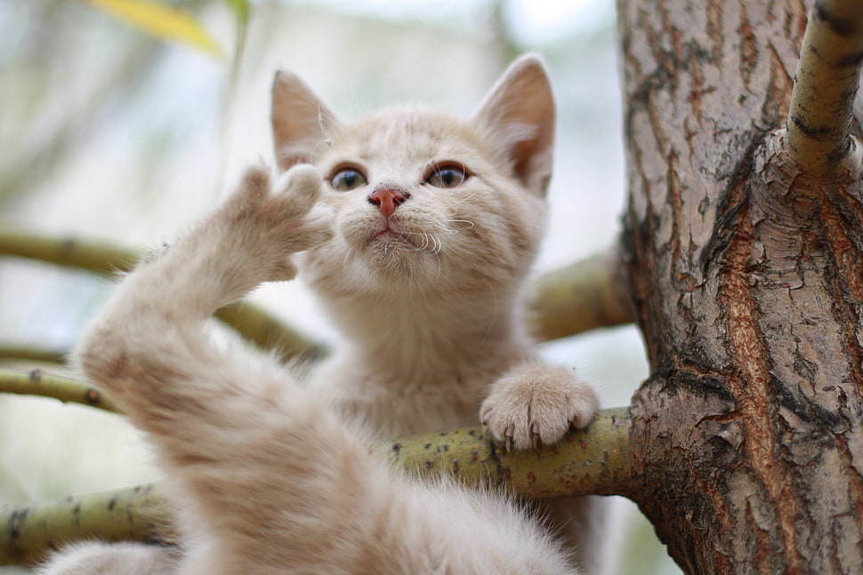 silver tabby Kitten on tree HD wallpaper