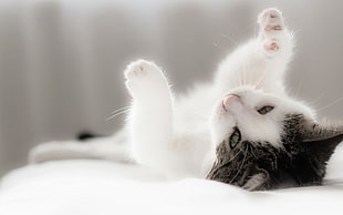 close-up photography white and black kitten