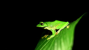 close up photo of tiny green frog on leaf