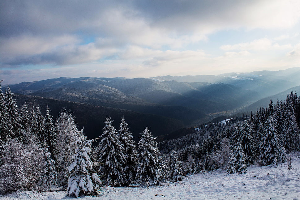 green pine trees, nature, landscape, sun rays, winter HD wallpaper