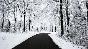 photo of trees covered with snow