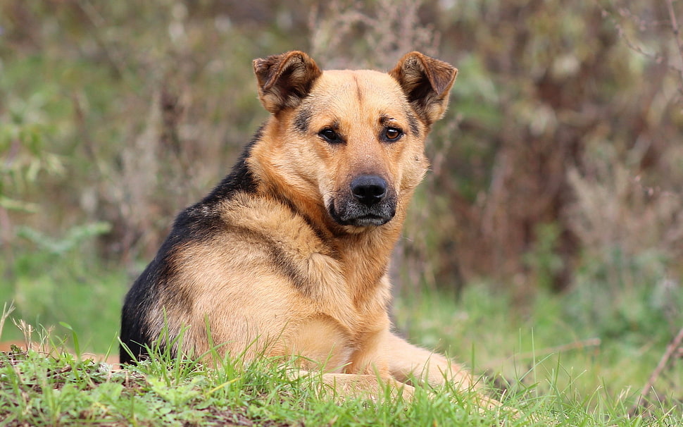 brown and black dog on field at daytime HD wallpaper