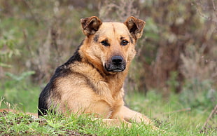 brown and black dog on field at daytime