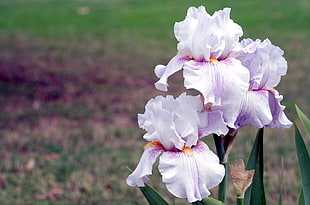 white and purple orchids HD wallpaper