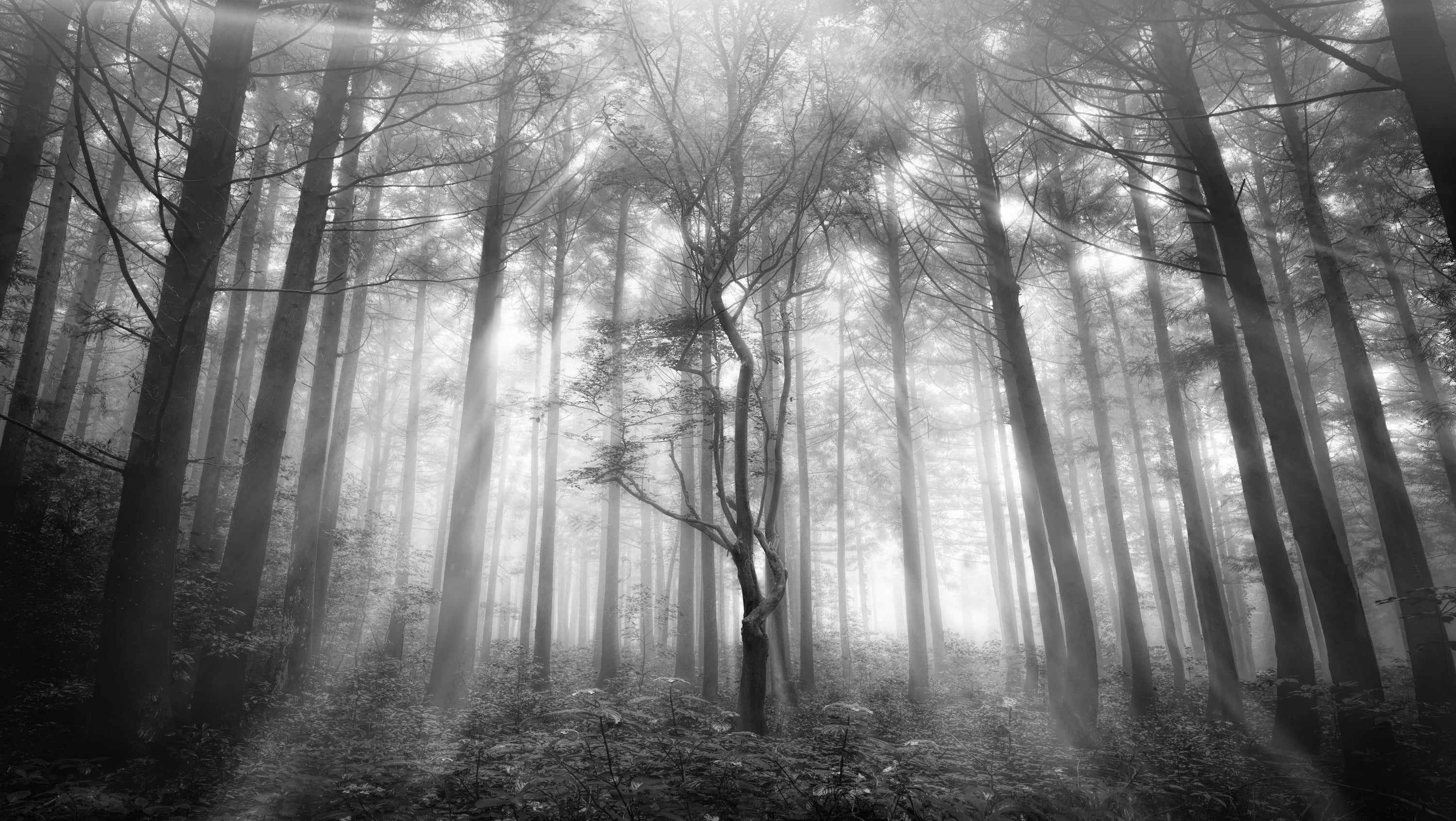 gray scale photography forest