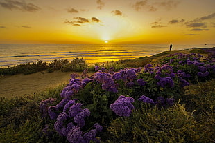 photography of purple flowers during sunset