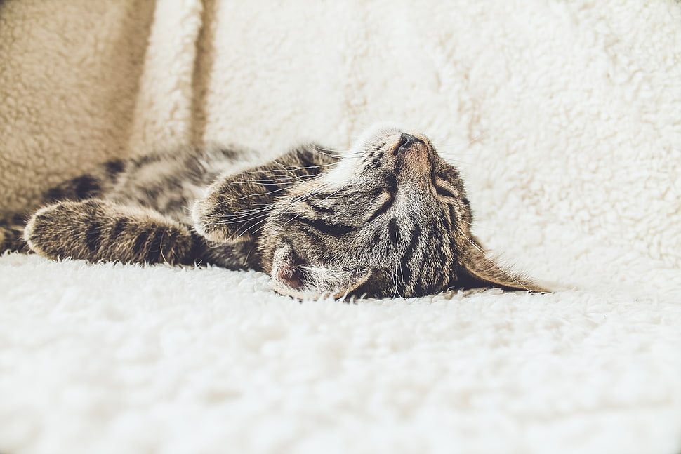 silver tabby cat lying on white textile HD wallpaper