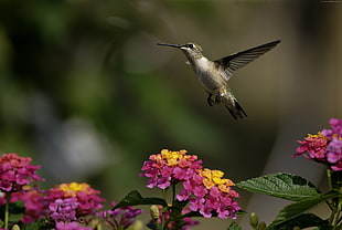 Hummingbird flying near pink and yellow petaled flowers HD wallpaper