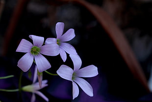 pink Oxalis flowers closeup photo