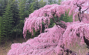 cherry blossom tree