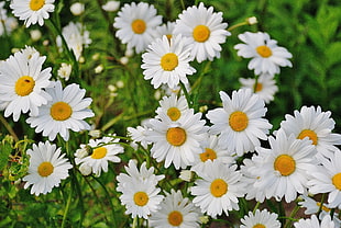 white Daisy flowers