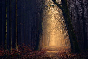 black bare trees, Park, Autumn, Trees