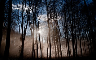 worm's eye view of silhouette of bare trees HD wallpaper