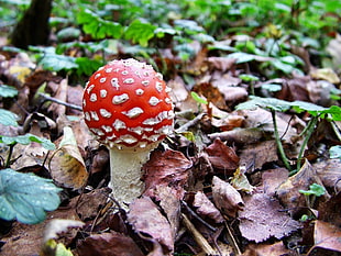 selective focus of red and white wild mushroom HD wallpaper