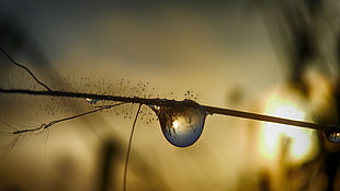photography of water dew HD wallpaper