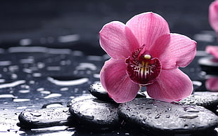 pink Moth Orchid flower on black pebbles with dewdrops at daytime HD wallpaper