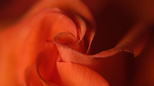 macro photography of orange flower