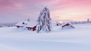 brown wooden houses, landscape, snow, house