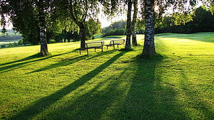 two black benches, trees, bench, sunlight, nature HD wallpaper