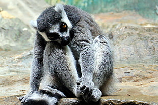gray lemur HD wallpaper
