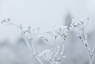 snowconed tree branch, plants, ice, winter, nature HD wallpaper