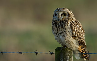 white and black bird with cage, animals, birds, owl