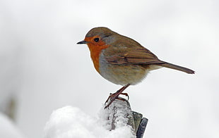 selective focus photography of orange and gray feathered bird, robin HD wallpaper