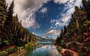 calm body of water in between trees