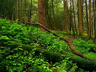 photo of green forest during daytime