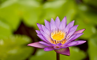 purple Water Lily flower HD wallpaper