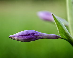 purple flower bud selective focus photography HD wallpaper