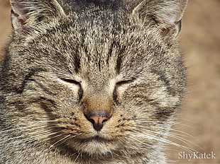 closeup photo of silver tabby cat HD wallpaper