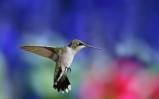 Hummingbird photo HD wallpaper