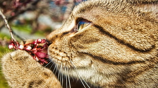 brown cat, animals, cat