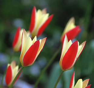 depth of field photography of red and yellow petaled flowers HD wallpaper