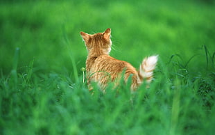 micro shot photography of orange tabby kitten HD wallpaper