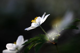 white petaled flowers HD wallpaper