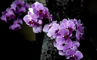 purple Moth Orchids HD wallpaper