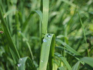 selective focus photography of water dew on leaf