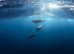 three dolphins in water