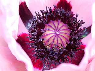 pink flower bud